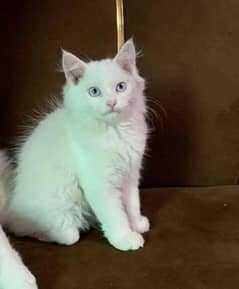 my Persian kittens for sale