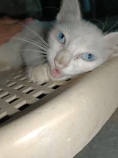 persian