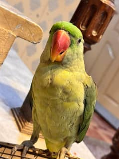 I sell My Raw Parrot age 6 month