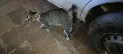 cat is on sell