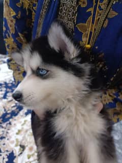 Siberian