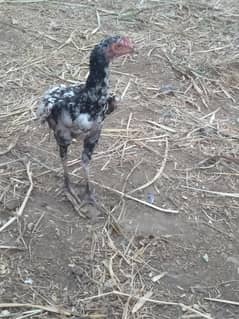 pure aseel sindhi cross miawali patha