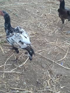 pure aseel sindhi cross miawali patha