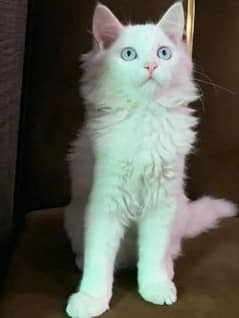 my Persian kittens for sale white colour Blue eyes