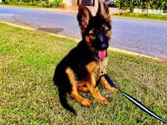 German shepherd