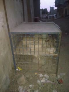 Chicken