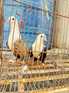 karbalali pair