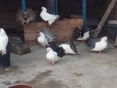 Black tail lucky 03094196420