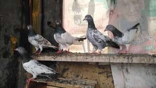 Imaamdeen+Golden pigeons for sale