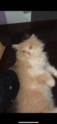 Triple coat kitten