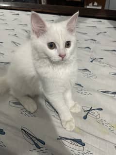 Persian