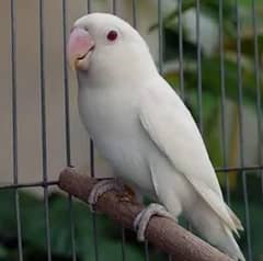 Albino