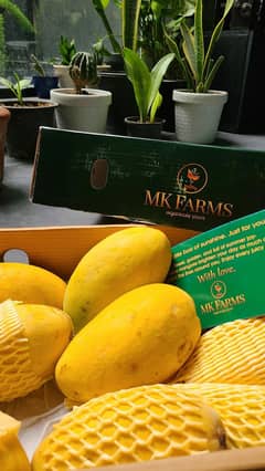 Multan Mangoes Chunsa offers-Premium Quality