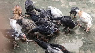 Mian Wali Aseel Chicks