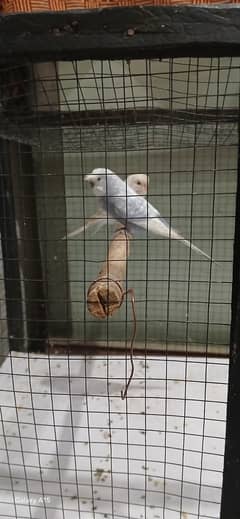 pair argent sale