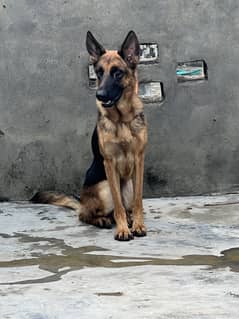 Female / Female dogs  / dog sale
