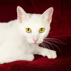 Thailand Khao manee breed