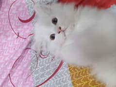 Persian