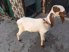 Jackiya Badi chatra for sale in Lahore