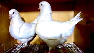 King pigeon Birds kabutar  o3oo6o542o3