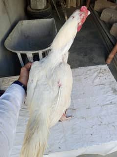 aseel hens