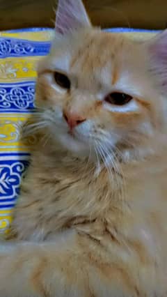 brown colour Persion cat