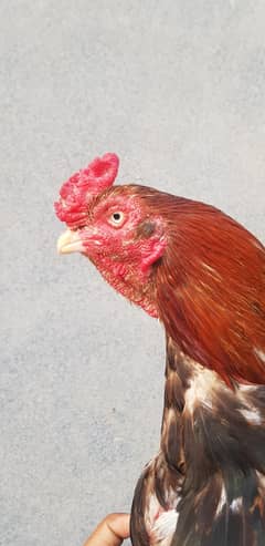 Aseel murga vest for breeding