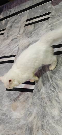 percian cat