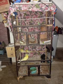 Cockatiel and love birds and Australian with cage