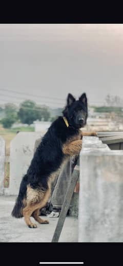 German