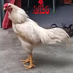 Aseel heera male sath 2 female Thai cross