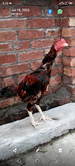 male Pakistani