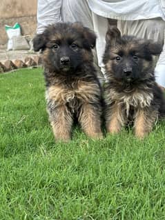 Dogs