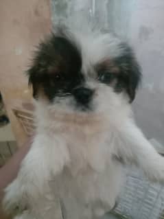1 month old male Shihtzu puppy