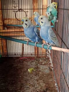 Rainbow  Budgie 2 pairs ( 1 pair Rainbow into hogromo)
