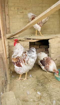 Splash Wyandotte chicks available very healthy and active