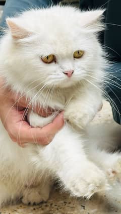 Persian White female cat Healthy and Active