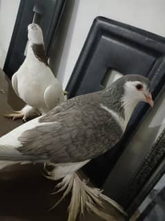 pigeon
