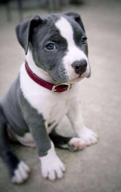 American pitbull female Blue eyes