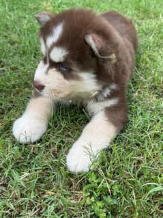 Dog sale