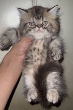 Persian