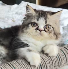 Persian