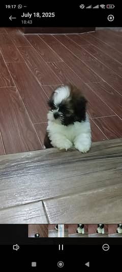 Shihtzu show quality puppies for new home