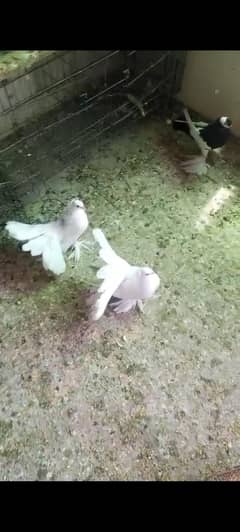 American fantail chicks for sale