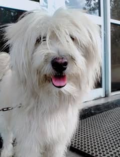 poodle male dog for sale