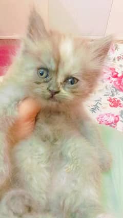 cute kitten available for sale 