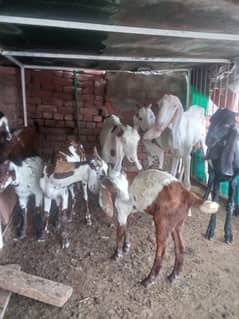 9 bakriyo ki laat sari bakriya 2 70 ki contact 03046290470