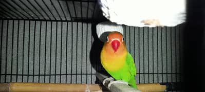1common lutino and 1 pair blue fisher love birds