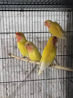 color love birds