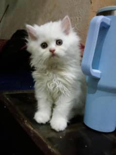 Persian kitten